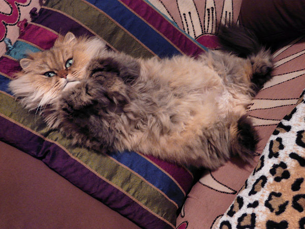 Janelle – the fluffiest belly evah!