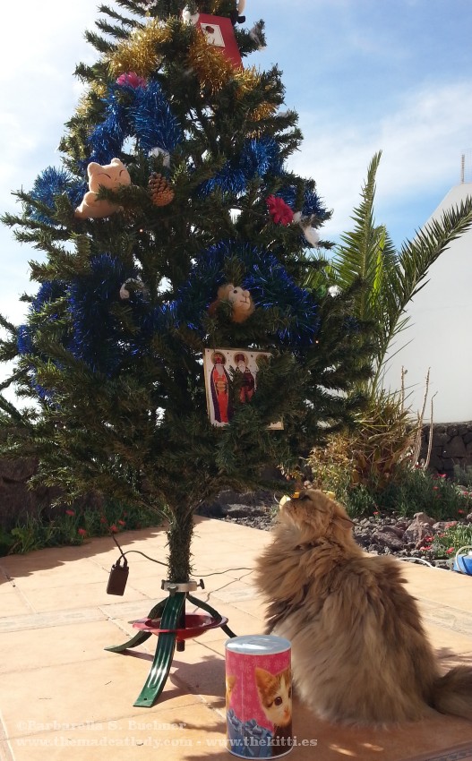 Janelle inspect the Xmas tree…