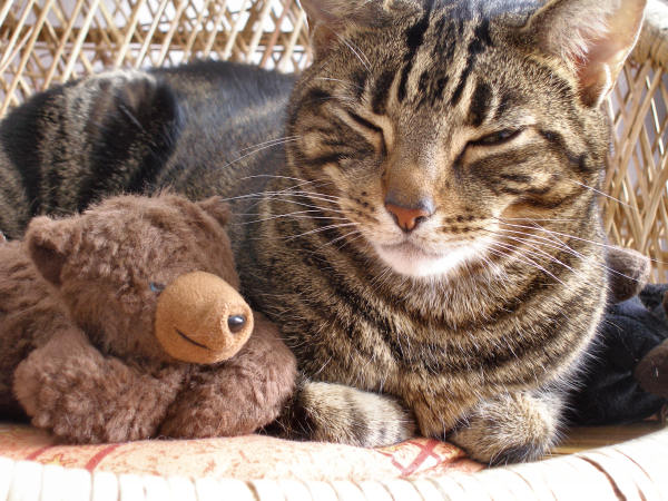 Look at the pawsies!