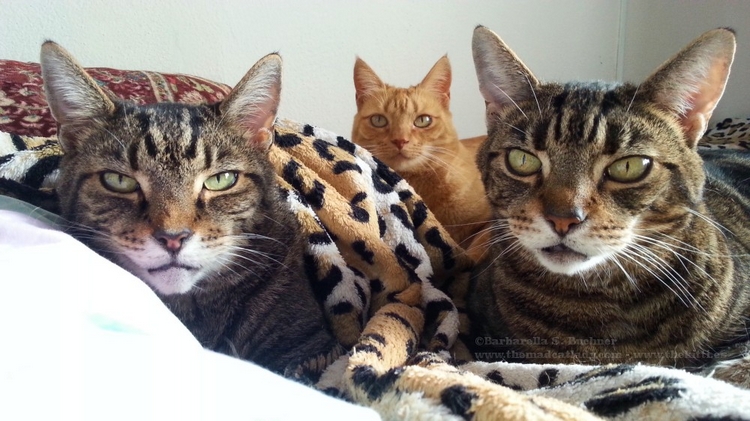 3 Together Kattens….