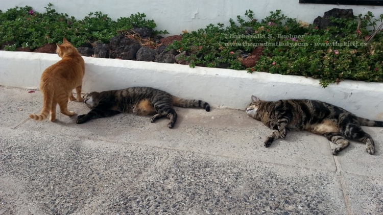 Ruby finds two Dead Cats outside our house….