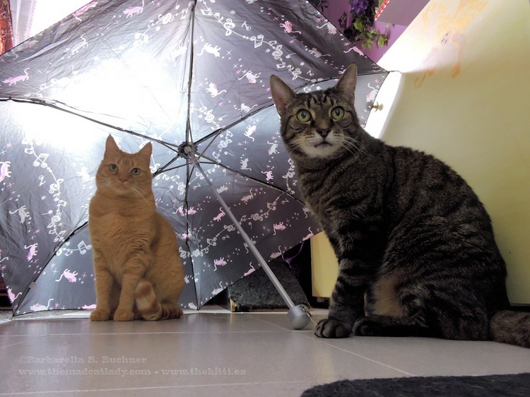 Meowing in the Rain, just Meowing in the Rain!