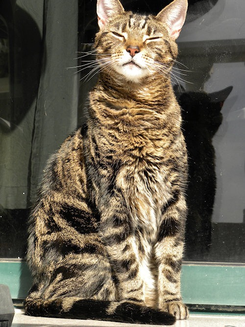 Lugosi enjoying the sunshine