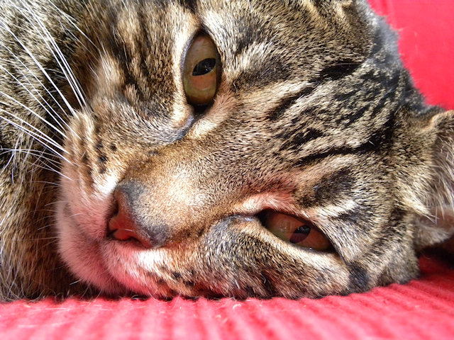 Random Saturday Kitty Pic Post – ENJOY!