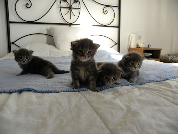 And now…. Maine Coon Kittens!!!