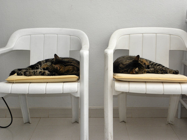 Mirror Cats: Synchronised Sleeping