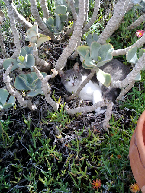 Squeaky in the flower bed