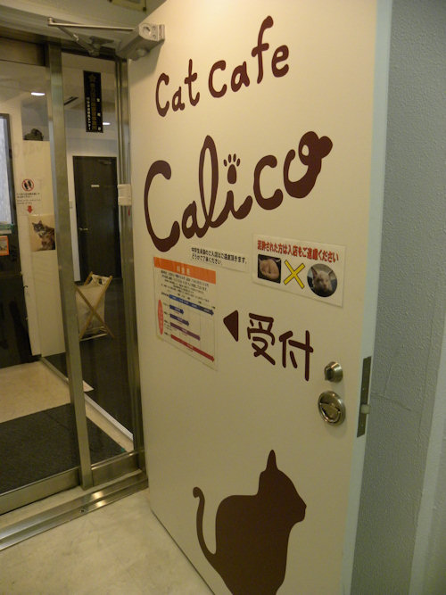 Calico Cat Café in Tokyo – Photos & Video