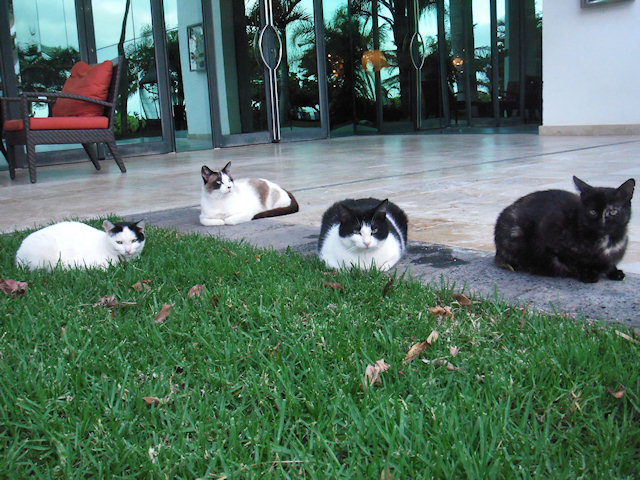 What´s the collective noun for a Group of Kitty Loaves?