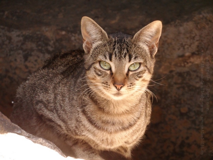 Feral Kitties in the Old Town Harbour Puerto del Carmen Lanzarote
