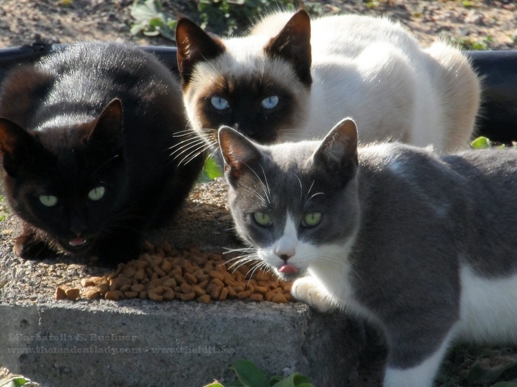 Beautiful Feral Kitties in Güime