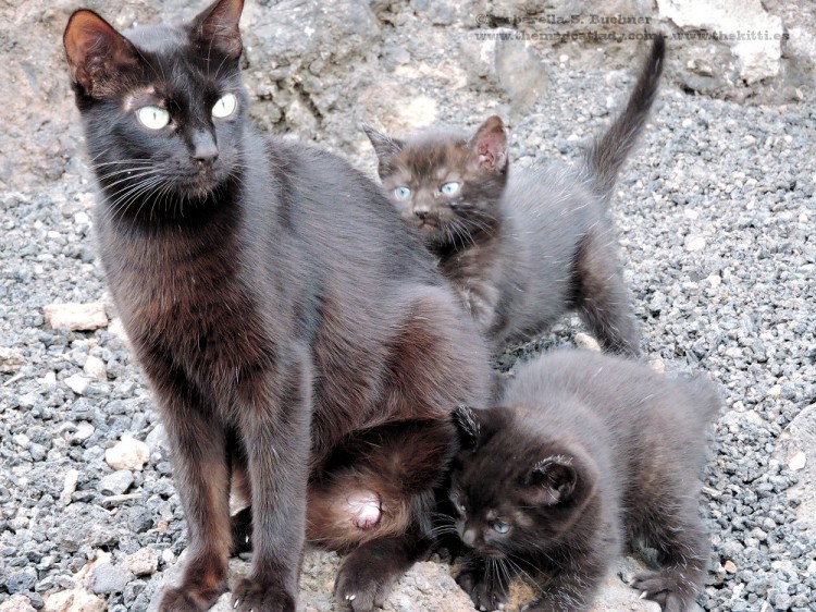Adorable Feral Kitty Family