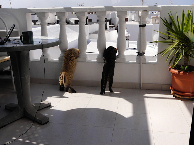 Kitty Neighbourhood Watch…