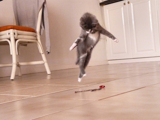 Dancing Kitten…