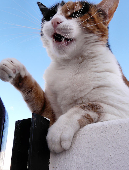 Your Honour, I *object*!!!!