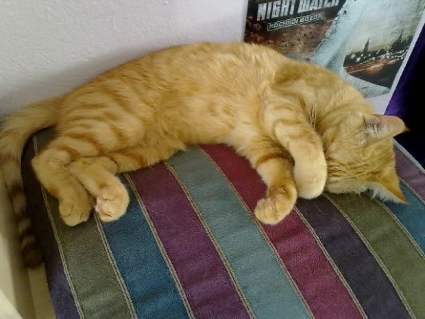 Ruby Emo Kitteh (via postie)