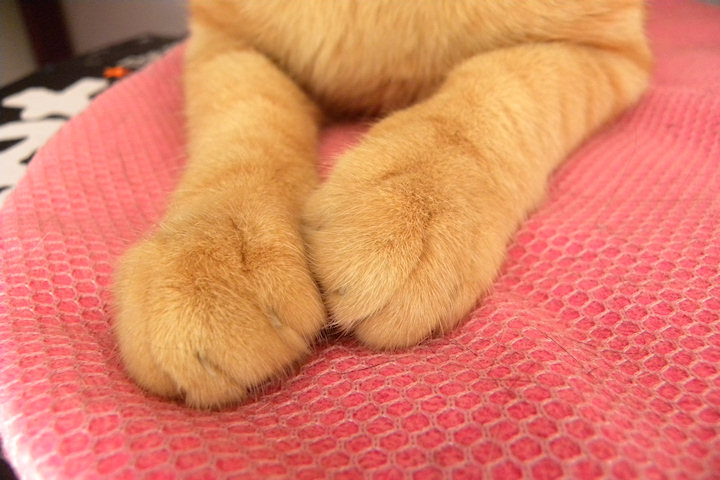 Ruby´s dainty little orange pawsies