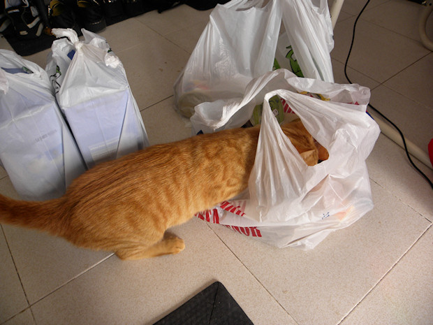 Ruby inspects the shopping…