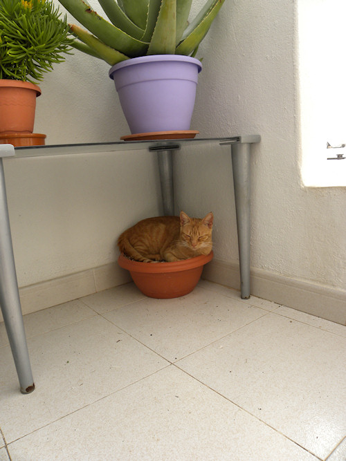 Potted Kitteh