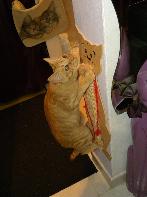 Ruby climbing the wall