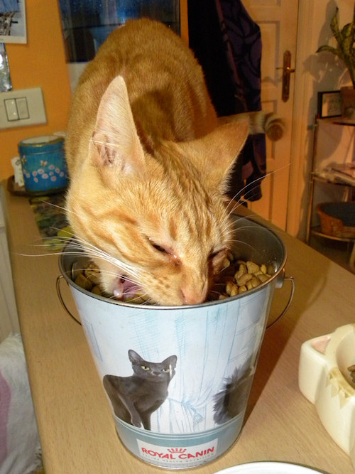 Feline Dustbin Ruby!