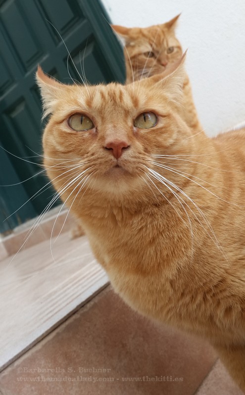 There can be only one (ginger kitty in da ´hood)!