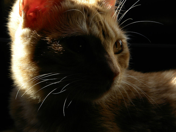 Photographic Shadow Play with Ruby