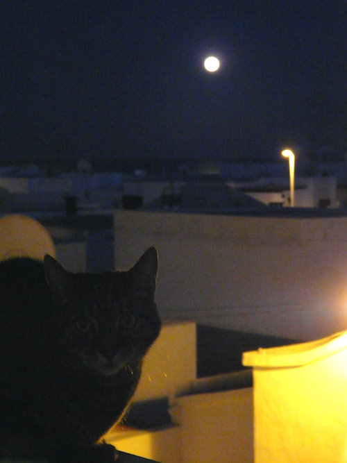 Spider Cat by the Full Moon…