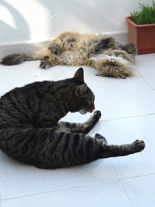 Hmm, this looks kinda rude… ;)