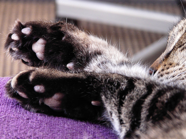 Spider´s Fluffy Paw Beans