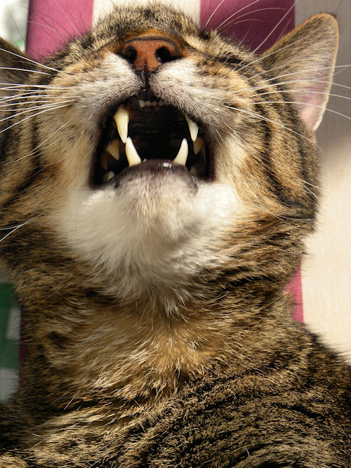 No! Not to the dreaded Vets!