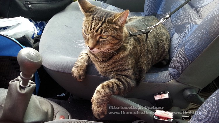 Wanna be a Cat in Motion…