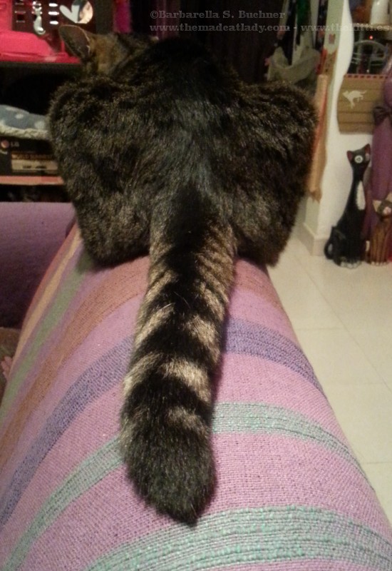 Spider´s Epic Tail