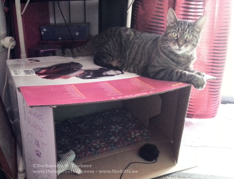 Sometimes a cat´s gotta think *outside* the box…