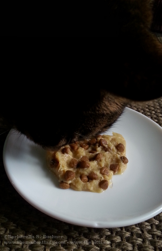 Choc Chip Cookie for SpiderCat