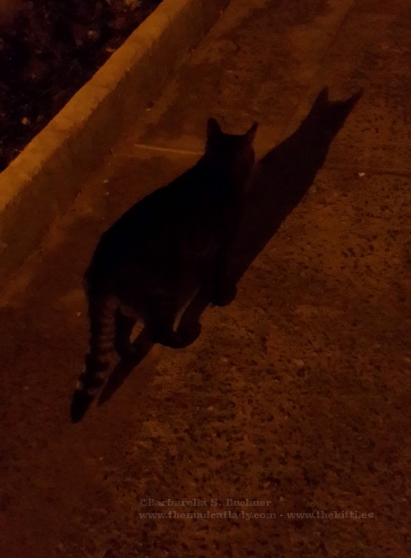 SpiderCat, SpiderCat…