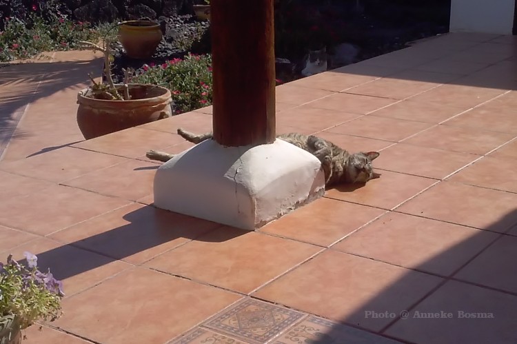 It´s a hot day, and a cat´s gotta do what a cat´s gotta do…