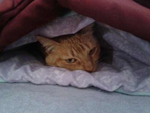 Ruby goes undercover