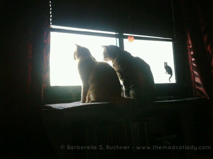 Two Kitties in a Window