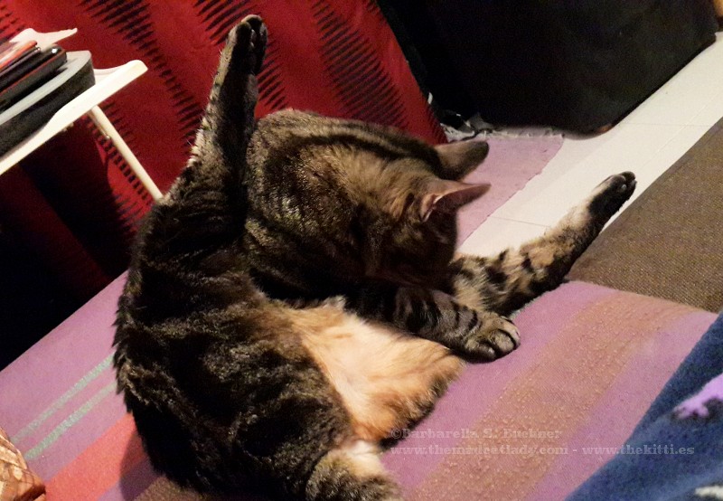 Cat Yoga with Lugosi