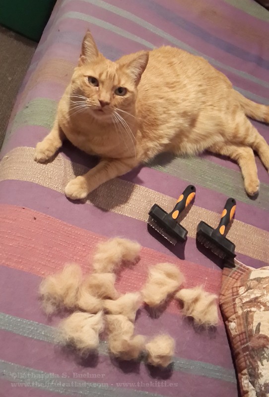 How to make a simple cat toy from your cat´s fur