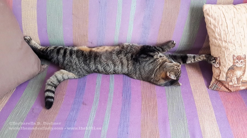 Stretch Cat
