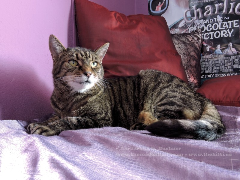 Satin Sheets fit for a KingCat