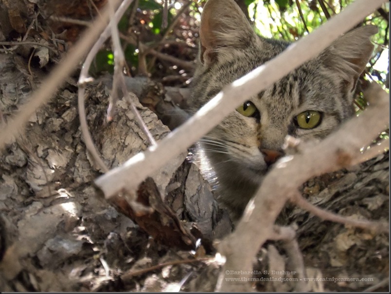 Meet the Cat who lives in a Tree