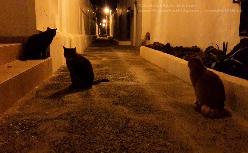 Cats Out On The Tiles Tonight