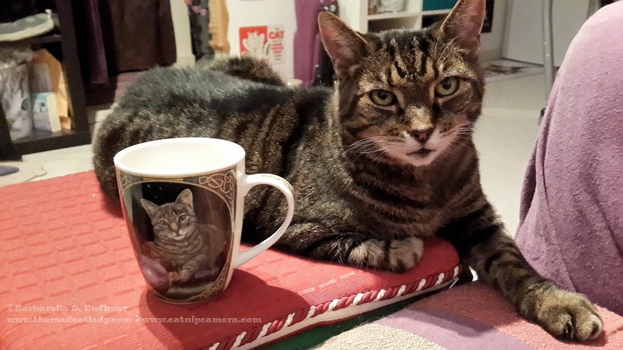 Spider Cat Action Figure?