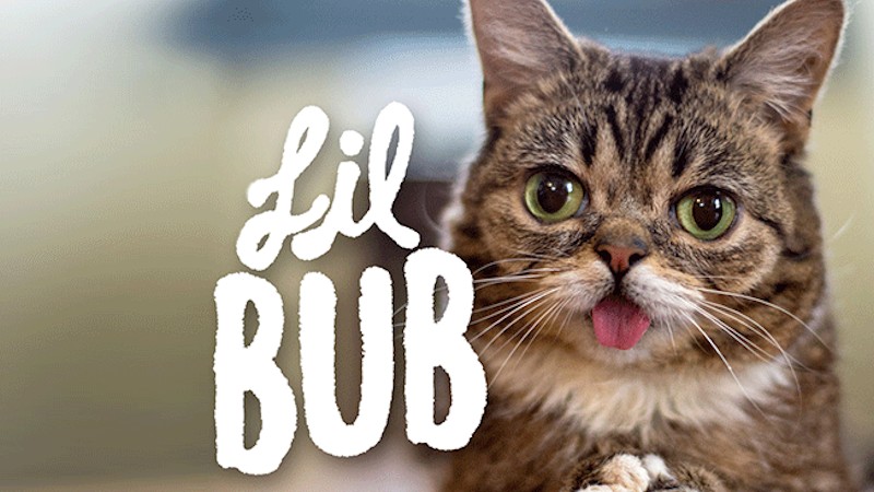 Lugosi’s Impression of Lil Bub