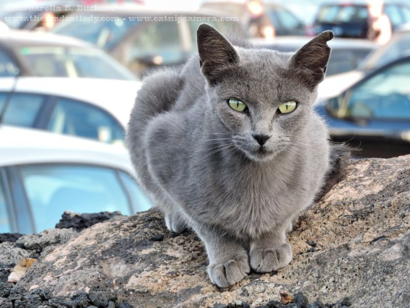 More Beautiful Lanzarote Feral Cats