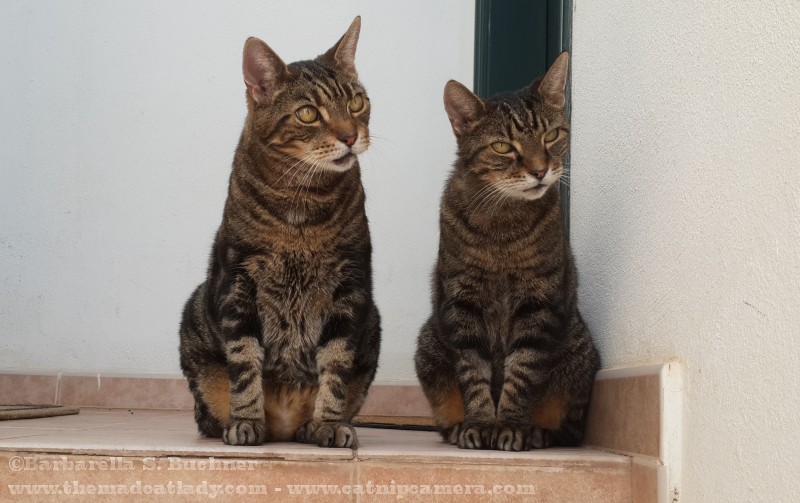 We Are The Original Tabby Twins!