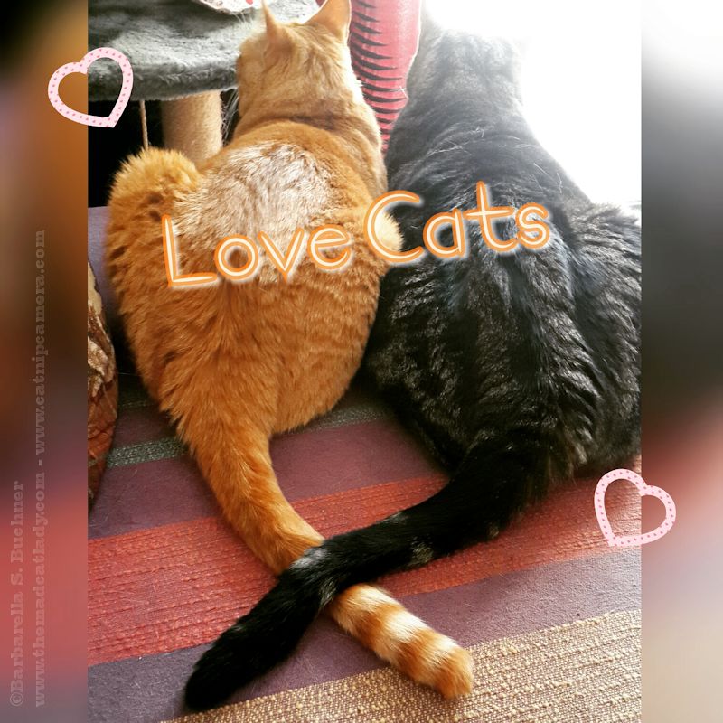 Love Cats Lugosi & Ruby